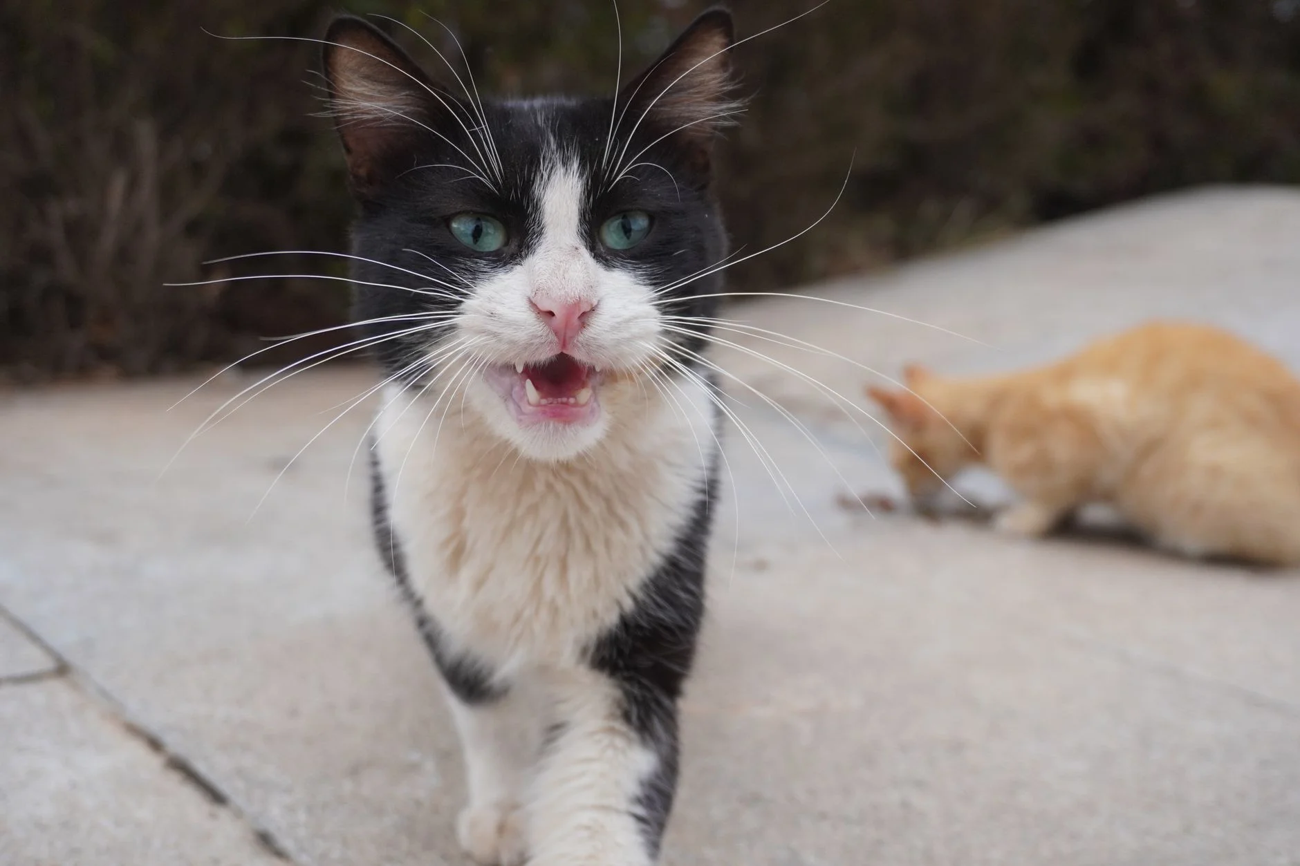 Diyarbakır'da Kedi Kaynaklı Kuduz Vakası 2024: Riskler, Korunma Yolları ve Bilinmesi Gerekenler