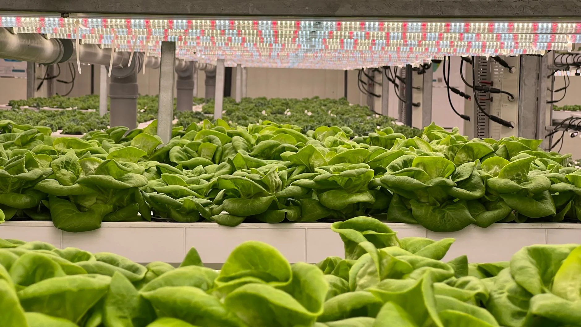 İklim Krizi Tarımı Vururken: Türkiye'nin AgriTech Girişimleri Küresel Çözüm Olabilir mi?